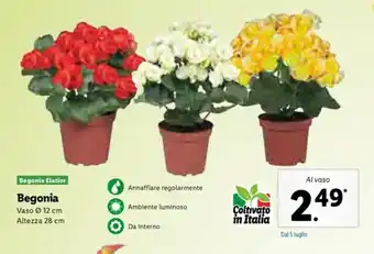 Lidl Begonia vaso 12cm altezza 28cm offerta