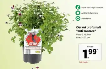 Lidl Gerani profumati "anti zanzare" vaso 10,5 altezza 23cm offerta