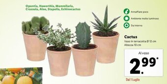 Lidl Cactus offerta