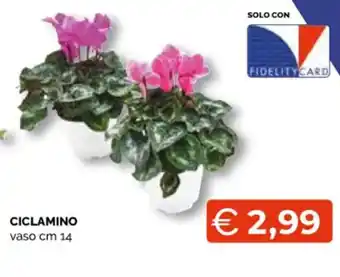 Ciclamino