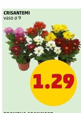 Crisantemi