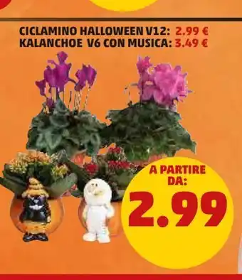 PENNY Ciclamino halloween v12 offerta