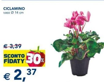 Esselunga Ciclamino Vaso Ø 14 cm offerta