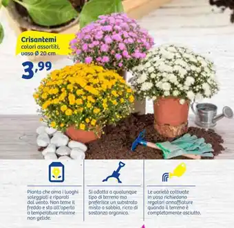 In'S Mercato Crisantemi offerta