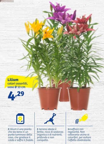 In'S Mercato Lilium offerta