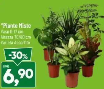 DPiù Piante Miste offerta