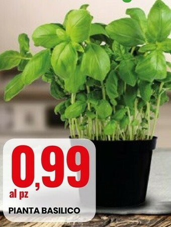 Pianta Basilico