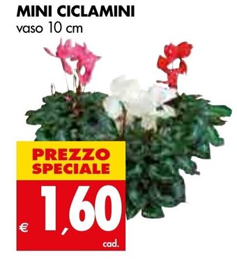 Mini Ciclamini Vaso 10 cm