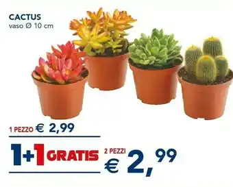 Esselunga Cactus offerta
