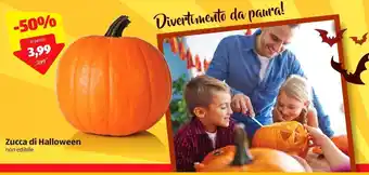 ALDI Zucca di halloween offerta