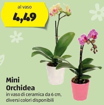 ALDI Mini orchidea offerta