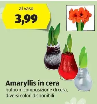ALDI Amaryllis in cera offerta