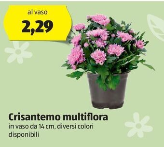 ALDI Crisantemo multiflora offerta