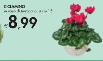 Bennet Ciclamino offerta