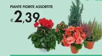 Bennet Piante fiorite assortite offerta
