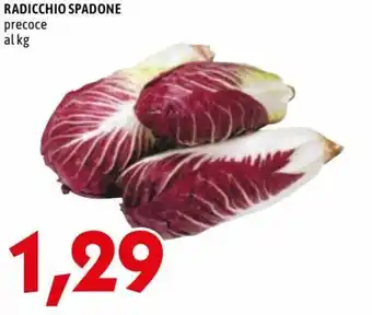 MEGA Radicchio Spadone Precoce offerta