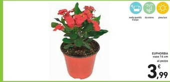 Conad Euphorbia Vaso 14 Cm offerta