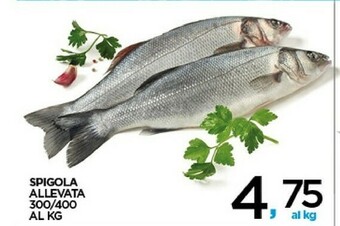 Despar Pesce offerta