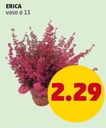PENNY Erica vaso ø 11 offerta