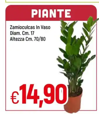 Famila Zamioculcas In Vaso Diam. Cm. 17 Altezza Cm. 70/80 offerta