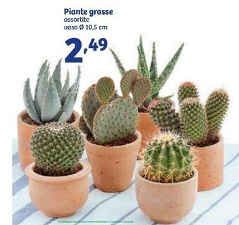 In'S Mercato Piante offerta