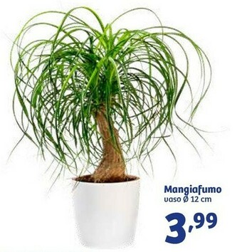 In'S Mercato Piante offerta