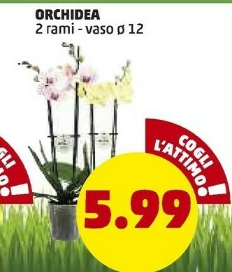 PENNY Penny Market Orchidea offerta