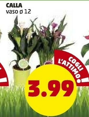 PENNY Penny Market Calla offerta