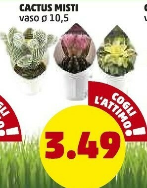 PENNY Penny Market Cactus Misti offerta