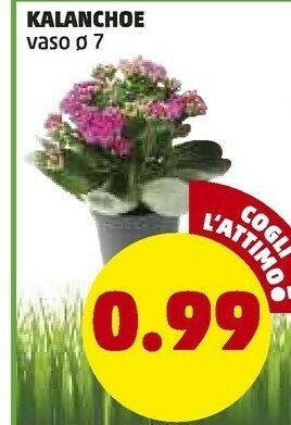 PENNY Penny Market Kalanchoe offerta