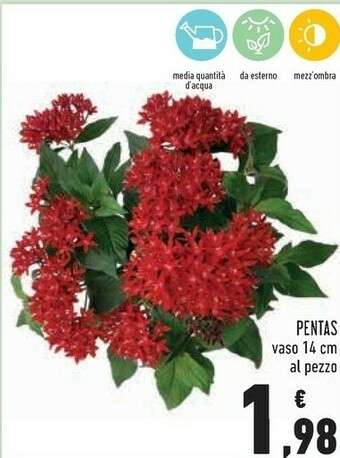 Conad Superstore Piante offerta