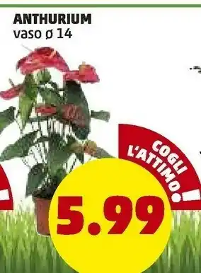 PENNY Penny Market Anthurium Vaso offerta