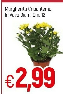 Famila Piante offerta
