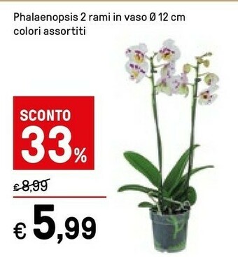 Iper La Grande Piante offerta