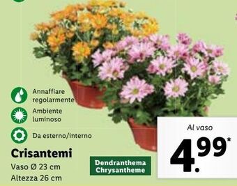 Lidl Crisantemi offerta