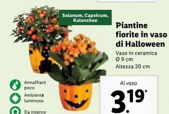 Lidl Piantine fiorite in vaso di halloween offerta