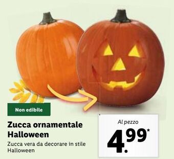 Lidl Zucca ornamentale halloween offerta