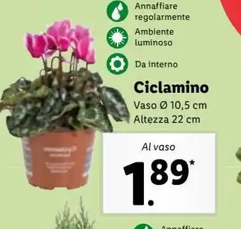 Lidl Ciclamino offerta