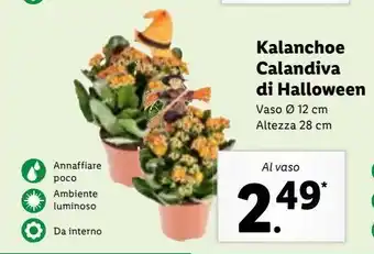 Lidl Kalanchoe calandiva di halloween offerta