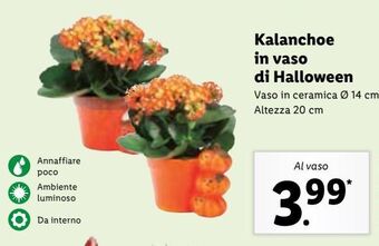 Lidl Kalanchoe in vaso di halloween offerta