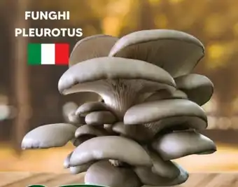 Funghi Pleurotus