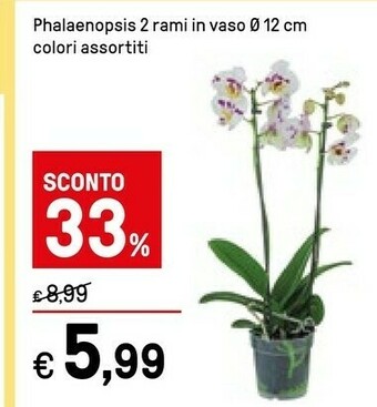 Iper La Grande Piante offerta