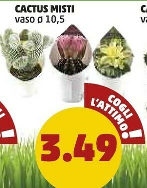 PENNY Penny Cactus Misti offerta