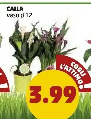 PENNY Penny Calla offerta