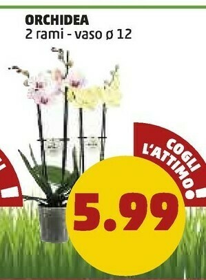 PENNY Penny Orchidea offerta