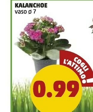 PENNY Penny Kalanchoe offerta
