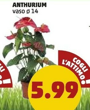 PENNY Penny Anthurium offerta