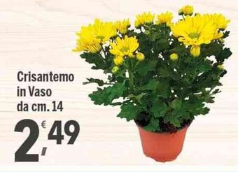 Supermercati Dok Crisantemo in Vaso da cm. 14 offerta