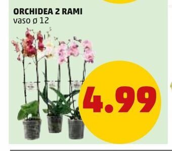 PENNY Orchidea 2 rami offerta