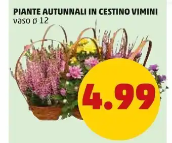 PENNY Piante autunnali in cestino vimini offerta